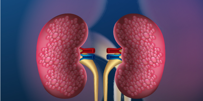 Kidney function test